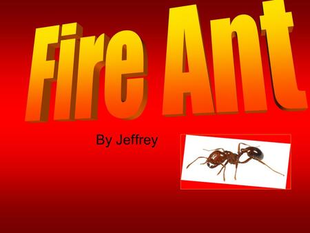 By Jeffrey. Diet The fire ant eats insects and other invertebrate e.g. stick insects, mites, and other.