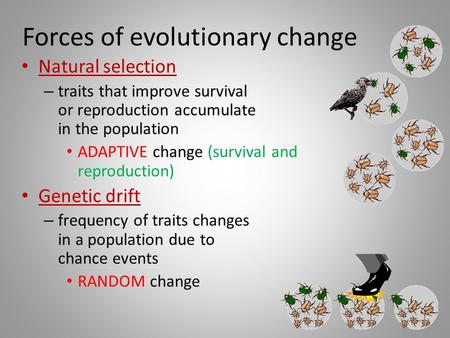 Forces of evolutionary change Natural selection – traits that improve survival or reproduction accumulate in the population ADAPTIVE change (survival.