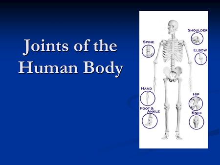 Joints of the Human Body