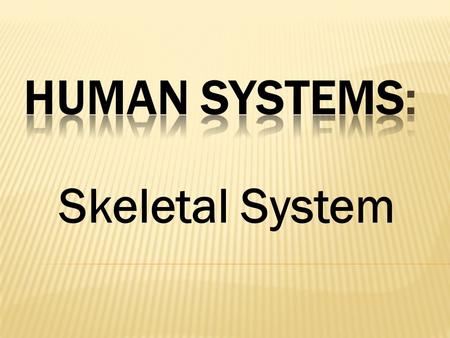 Skeletal System.  Bones and cartilage  Alive and active  206 bones in humans  Support and protection  Helps maintaining homeostasis  Store minerals,