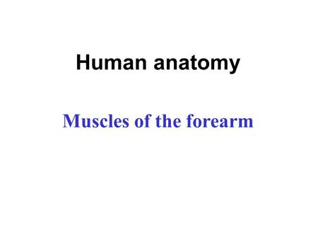 Human anatomy Muscles of the forearm Muscles of the Forearm  The two functional forearm muscle groups are: those that cause wrist movement, and those.