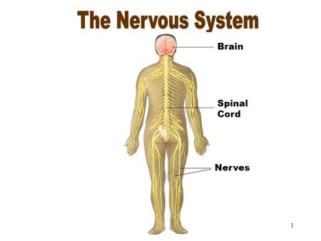 1 The Nervous System Spinal Cord Brain Nerves 2 Objectives After studying this chapter, you will be able to: Name the parts of the nervous system and.