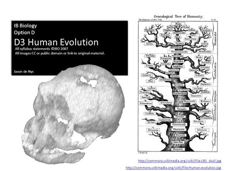 IB Biology Option D D3 Human Evolution Jason de Nys IB Biology Option D D3 Human Evolution Jason de Nys All syllabus statements ©IBO 2007 All images CC.