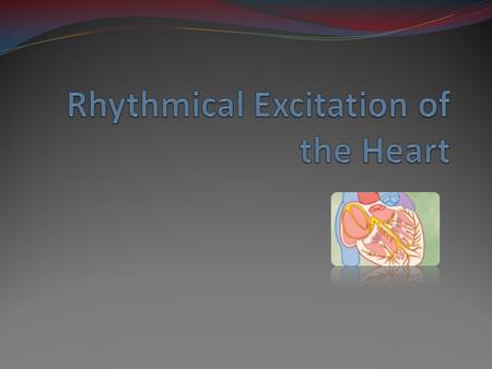 Rhythmical Excitation of the Heart