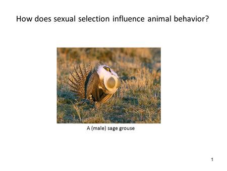 1 How does sexual selection influence animal behavior? A (male) sage grouse.