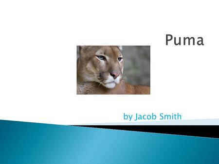 By Jacob Smith.  The Puma is in the mammal group  The scientific name is Felix Concolor  The lifespan of the Puma is about 20 years.