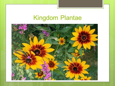 Kingdom Plantae.  AUTOTROPHIC  MULTICELLULAR  EUKARYOTIC  MOST TERRESTRIAL  CELL WALLS OF CELLULOSE  Dominant group on land based on weight  DIVERSE!!