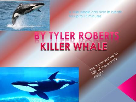 A killer whale can hold its breath for up to 15 minutes Also it can eat up to 10% of there body weight.