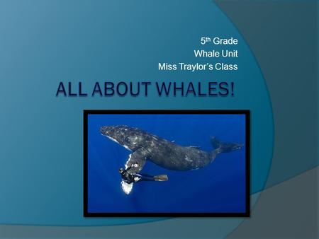 5 th Grade Whale Unit Miss Traylor’s Class. Whales Mammals- give live birth, warm blooded, nourish young with milk The only mammals that live in the ocean.