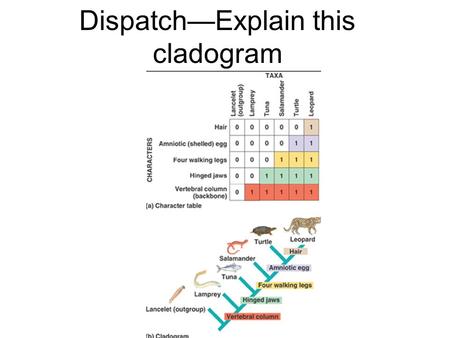 Dispatch—Explain this cladogram Practice Evolution Quiz