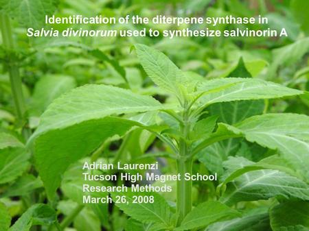 Identification of the diterpene synthase in Salvia divinorum used to synthesize salvinorin A Adrian Laurenzi Tucson High Magnet School Research Methods.