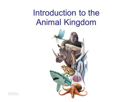 Introduction to the Animal Kingdom