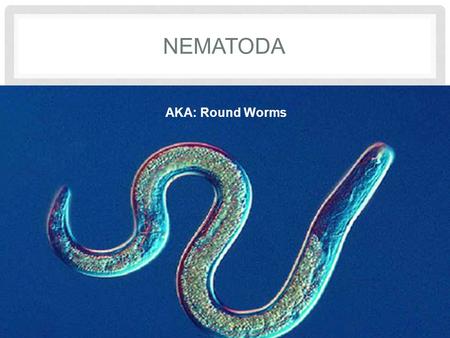 NEMATODA AKA: Round Worms. WHAT IS A ROUNDWORM? What Is a Roundworm? Most species of roundworms are free-living, inhabiting soil, salt flats, aquatic.