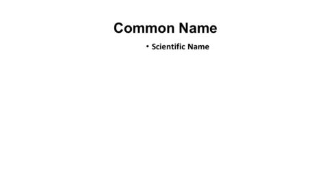 Common Name Scientific Name. Key Characteristics.