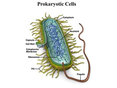 Prokaryotic Cells. Prokaryotic Cell Shapes Bacillus Coccus Spirillus.