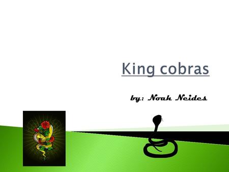 By: Noah Neides. What is a King Cobra? Is it an amphibian? Well, you can find out if you just sit back and enjoy this report about King Cobras.