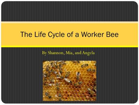 By Shannon, Mia, and Angela The Life Cycle of a Worker Bee.