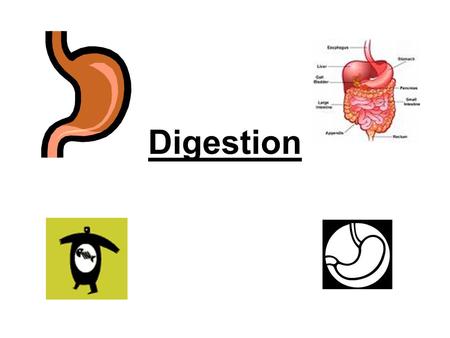 Digestion.