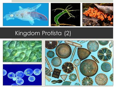 Kingdom Protista (2) Biology 11 Mr. McCallum. REVIEW TIME.