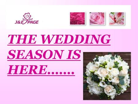 THE WEDDING SEASON IS HERE…….. ROSES Roses 50cm, 60cm, 70cm in Dry, Tobacco or Aqua Here are just some of the varieties available: Esperance, Akito, Vendela,