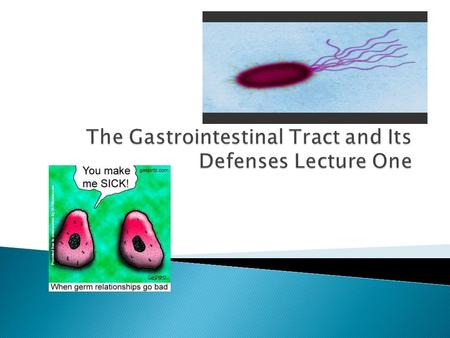 GI tract is composed of eight main sections and augmented by four accessory organs Eight sections: mouth, pharynx, esophagus, stomach, small intestine,