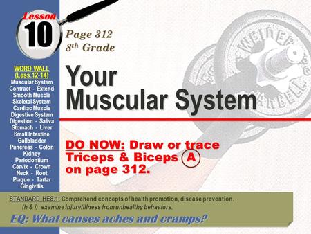 12 10 Your Muscular System DO NOW: Draw or trace Triceps & Biceps A