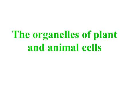 The organelles of plant and animal cells. Generalized plant cell.