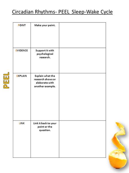 Circadian Rhythms- PEEL Sleep-Wake Cycle POINTMake your point. EVIDENCESupport it with psychological research. EXPLAINExplain what the research shows or.