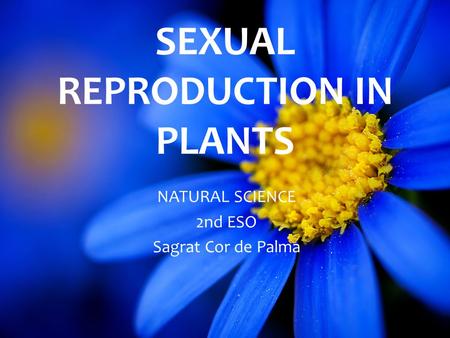 SEXUAL REPRODUCTION IN PLANTS NATURAL SCIENCE 2nd ESO Sagrat Cor de Palma.