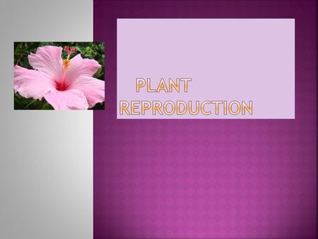  are the reproductive organs of plants.  They have male parts and female parts.