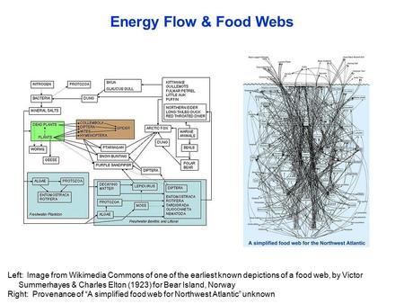 Energy Flow & Food Webs Left: Image from Wikimedia Commons of one of the earliest known depictions of a food web, by Victor Summerhayes & Charles Elton.