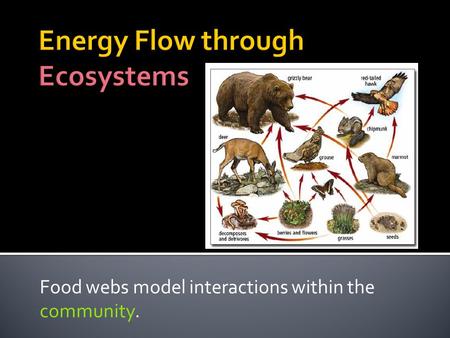 Food webs model interactions within the community.