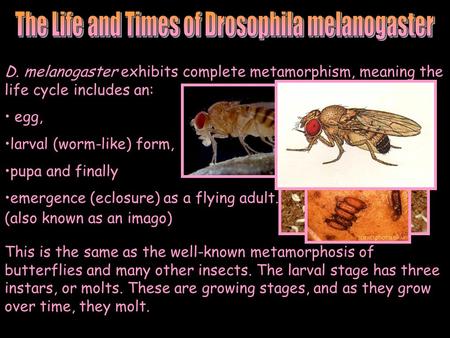 D. melanogaster exhibits complete metamorphism, meaning the life cycle includes an: egg, larval (worm-like) form, pupa and finally emergence (eclosure)