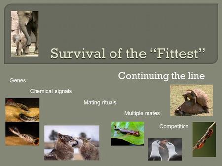 Continuing the line Genes Mating rituals Chemical signals Multiple mates Competition.