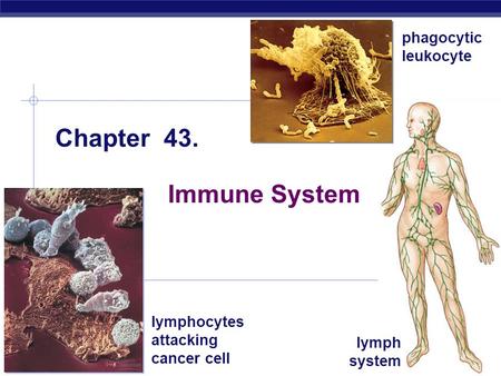 Chapter 43. Immune System phagocytic leukocyte lymphocytes attacking