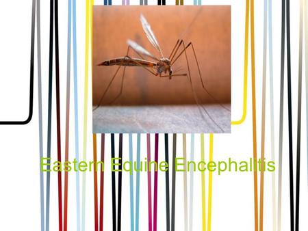 Eastern Equine Encephalitis. What is EEE? EEE stands for Eastern Equine Encephalitis which is a mosquito disease that dissolves the brain and some other.