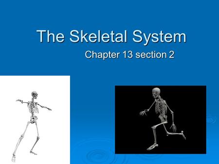 The Skeletal System Chapter 13 section 2. Functions of the Skeletal System  Provides shape and support  Protects your organs  Allows you to move 