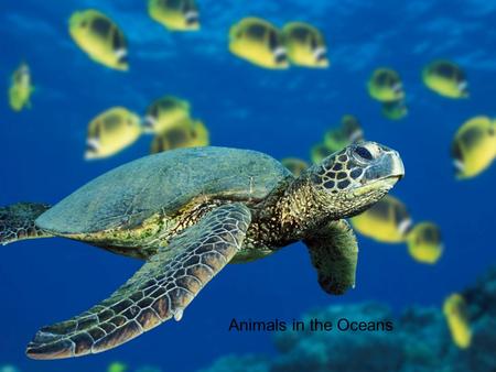 Animals in the Oceans. Kingdom Animalia Marine Phylum Porifera These are sponges which live in clear, shallow ocean waters around the world. The adults.