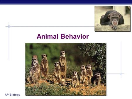 AP Biology Animal Behavior. AP Biology Types of behaviors  Innate behaviors  automatic, fixed, “built-in”  despite different environments, all individuals.