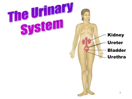 1 Urinary System Urethra Kidney Ureter Bladder 2 Objectives After studying this chapter, you will be able to: Name the parts of the urinary system and.