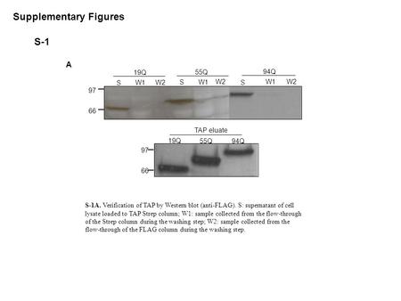 94Q S 97 66 55Q S 19Q S W1W2 97 66 55Q 19Q TAP eluate 94Q S-1 W2 W1 W2 S-1A. Verification of TAP by Western blot (anti-FLAG). S: supernatant of cell lysate.