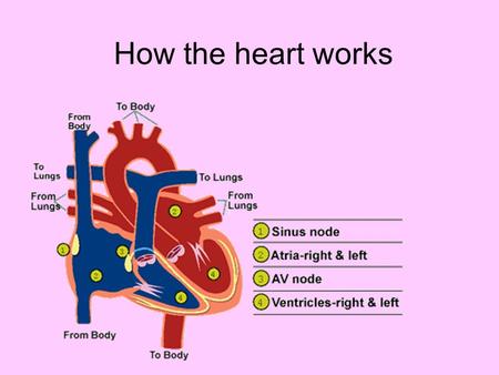 How the heart works.