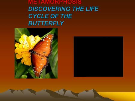 METAMORPHOSIS DISCOVERING THE LIFE CYCLE OF THE BUTTERFLY