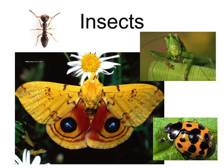 Insects. Classification of Insects Kingdom Animalia –Invertebrates Phylum Arthropoda –Exoskeleton –Jointed legs.