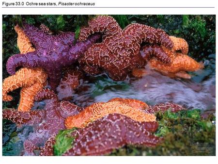 Figure 33.0 Ochre sea stars, Pisaster ochraceus. ANCESTRAL PROTIST Common ancestor of all animals Porifera Cnidaria Lophotrochozoa Ecdysozoa Deuterostomia.