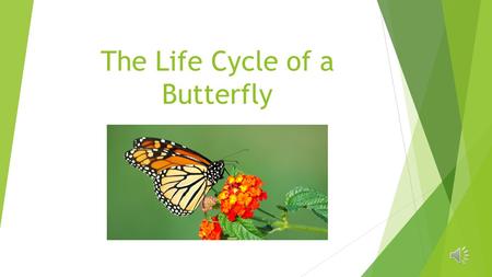 The Life Cycle of a Butterfly The Butterfly’s Life: