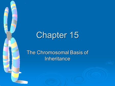 Chapter 15 The Chromosomal Basis of Inheritance. Mendelian inheritance has its physical basis in the behavior of chromosomes  In the early 1900s biologists.