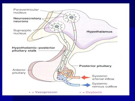 THE POSTERIOR PITUITARY GLAN D The posterior pituitary gland, also called neurohypophysis, is composed mainly of glial-like supporting cells called pituicytes.