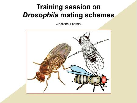 Training session on Drosophila mating schemes Andreas Prokop.