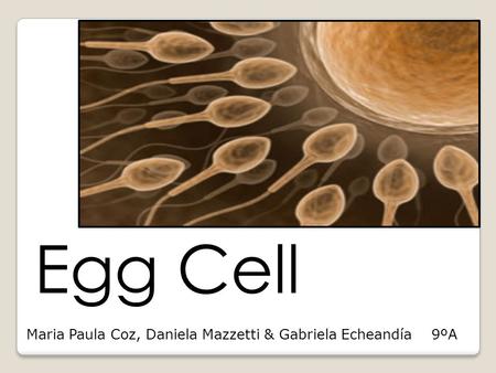 Egg Cell Maria Paula Coz, Daniela Mazzetti & Gabriela Echeandía 9ºA.